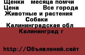 Щенки 4 месяца-помчи › Цена ­ 5 000 - Все города Животные и растения » Собаки   . Калининградская обл.,Калининград г.